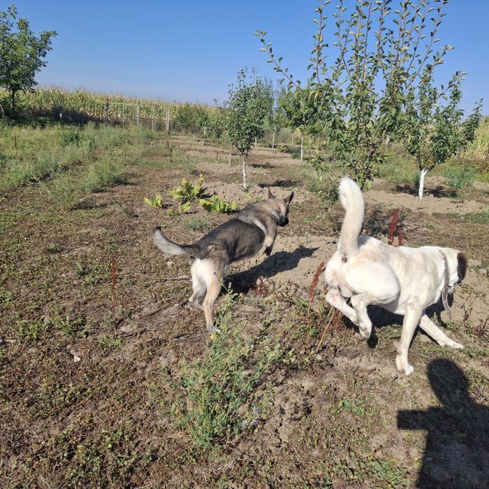 Doi câini inteligenți și blânzi își caută o familie iubitoare!