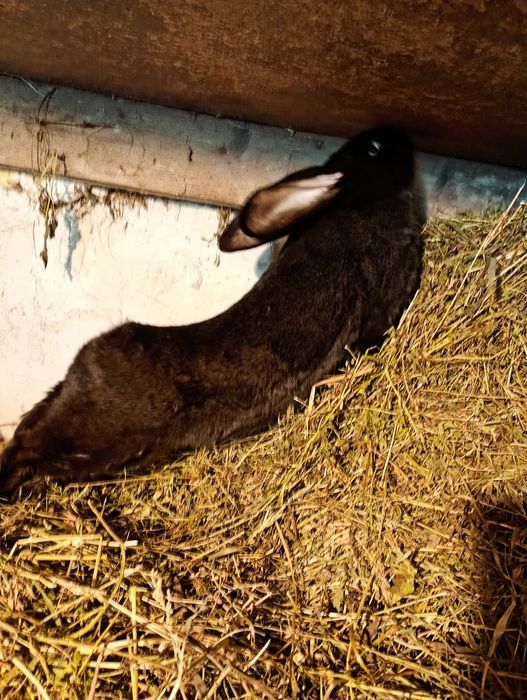 Vind iepuroica uriaș german 7 luni