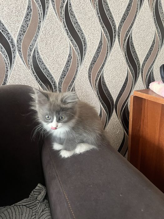 Отдам котят в добрые руки!!