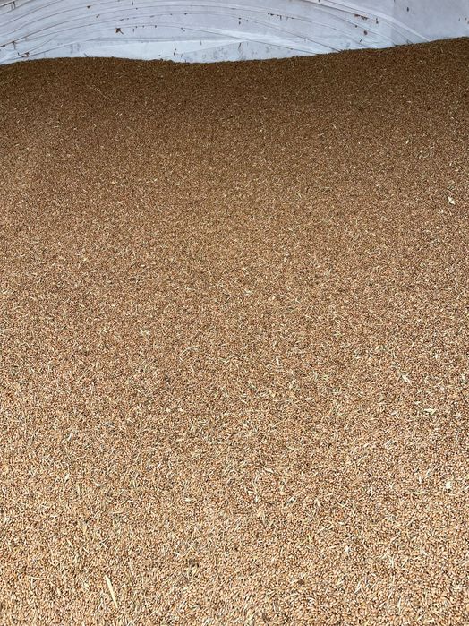 Grâu și porumb de vanzare