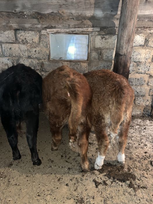 Бычок , телечка