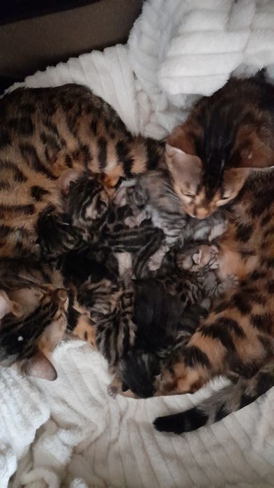 Ранее бронирование бенгальских котят