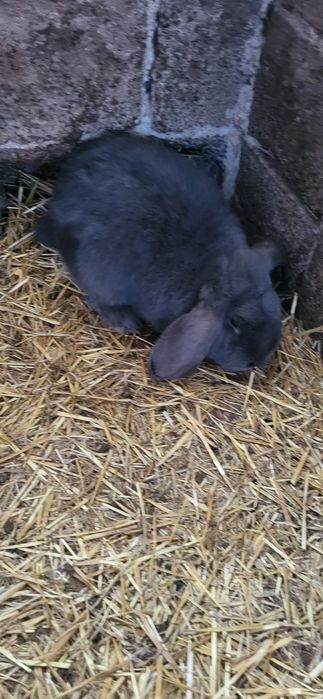 Iepuri Berbec German