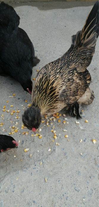 Карейски япончаларди тухумлари бор