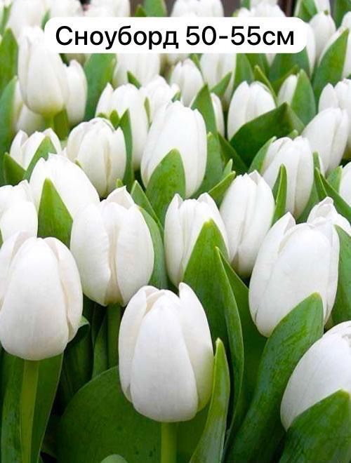 Продаем тюльпаны!!!