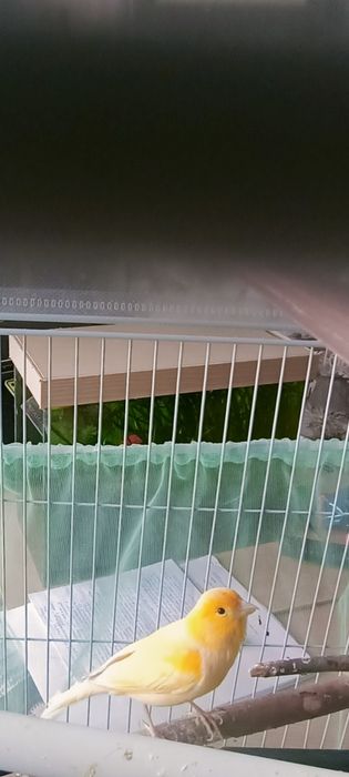 Молодой поющий кенр .