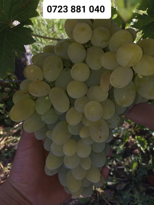 Butasi vita de vie altoita anul 2 și anul 3