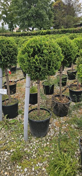 Prunus rosu - brazi argintiu pe picior - leylandi