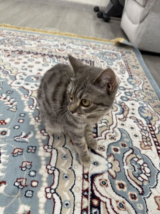 Котенок 1год и 2 месяца