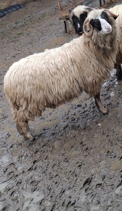 Vând doi berbeci noatini și o miauă