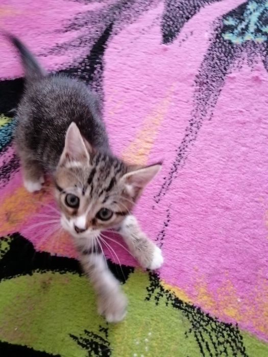 Отдам котят в хорошие руки