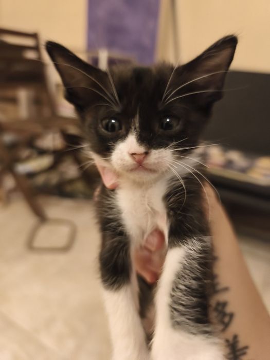 Подарявам котенца