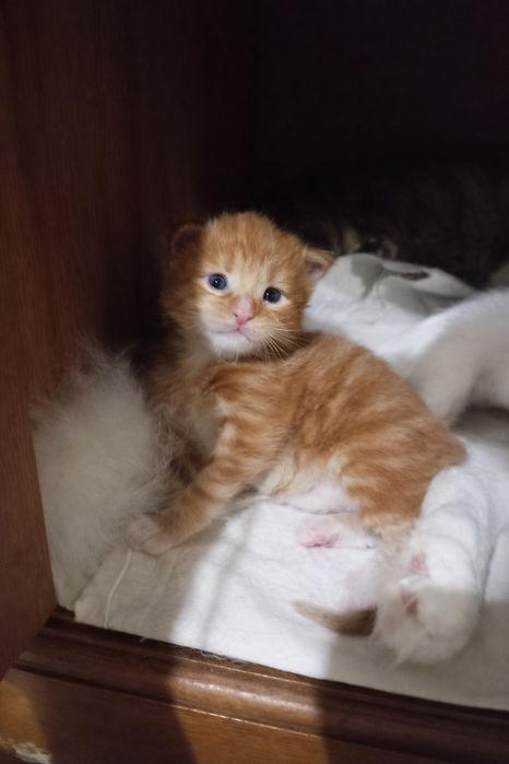 Милейшие котята Мейн Кун