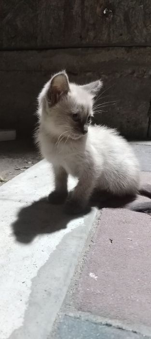 Котенок бесплатно, в хорошие руки