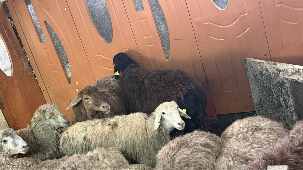 Тоқты қошқар қой бар