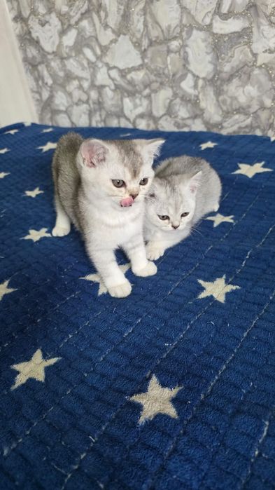 серебристая шиншила