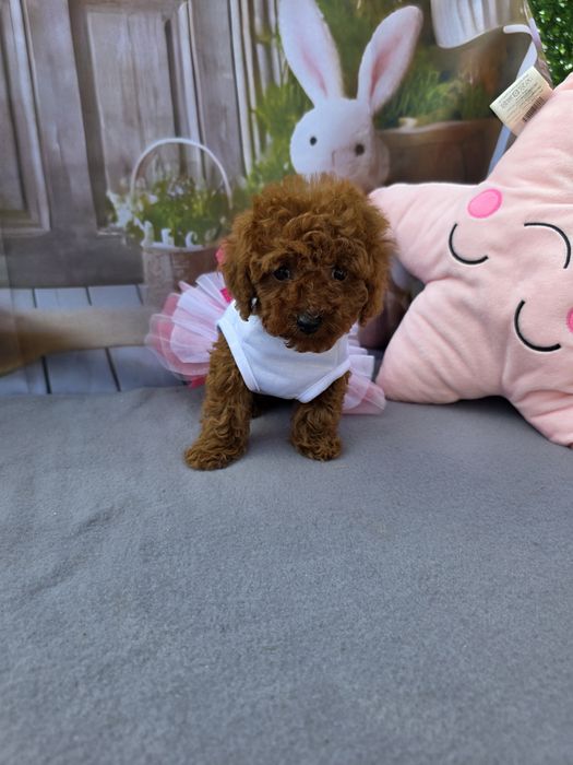 Запазени ! Пудел той момичета с документ за произход