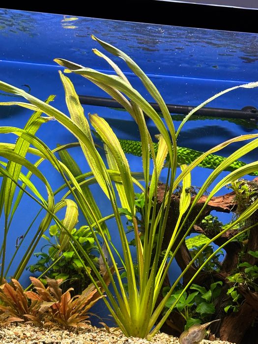 Plante acvariu Echinodorus 50cm