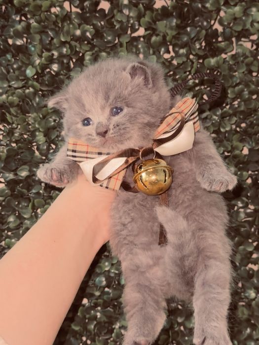 Британский скотч фолд, страйт