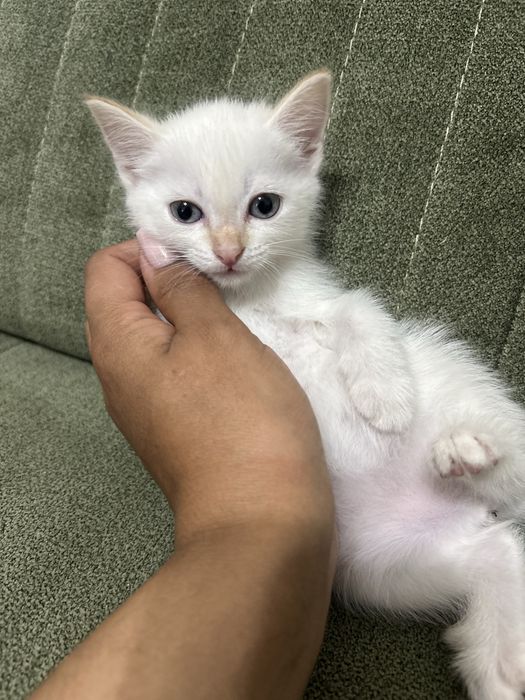 Продаются милые котята