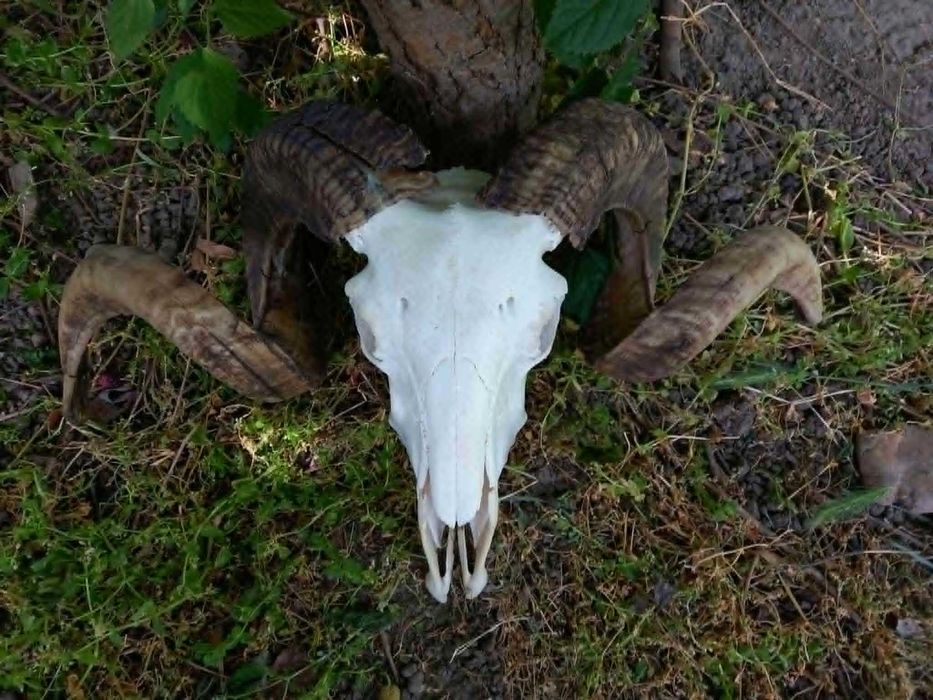 trofeu.trofee.craniu.coarne de berbec masiv