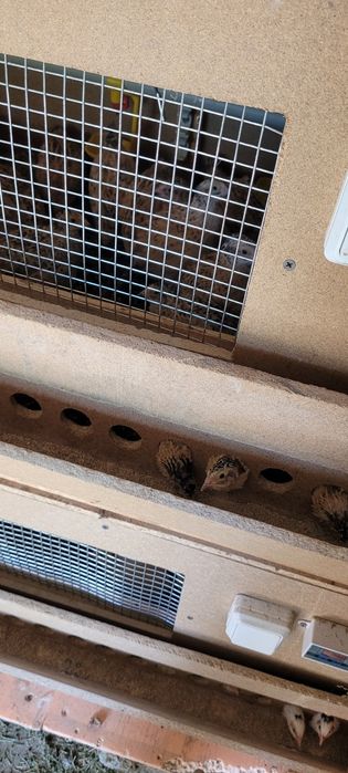 Бөдене  манжур пародасы