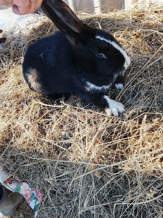 Продам кроликов кролих и два крола