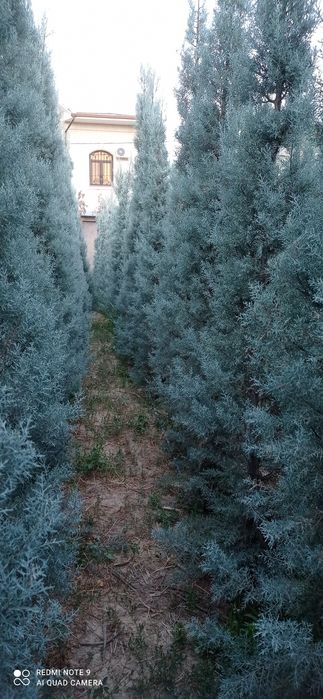 Arizonka kiparis sotiladi