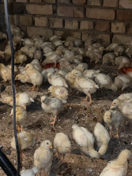 Joja broller sogʻlom