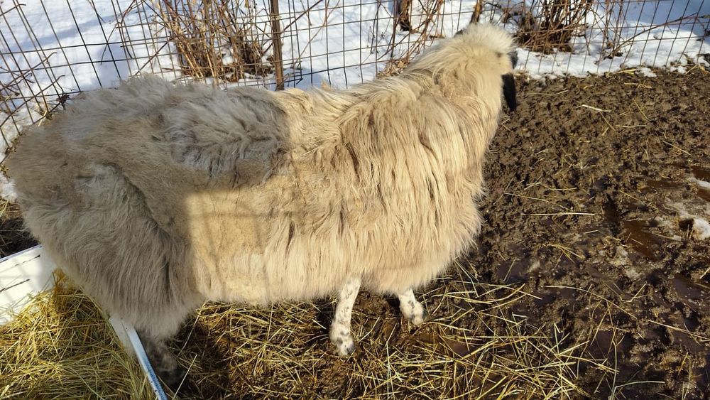 Қой сатылады (қошқар ). Продается бараны