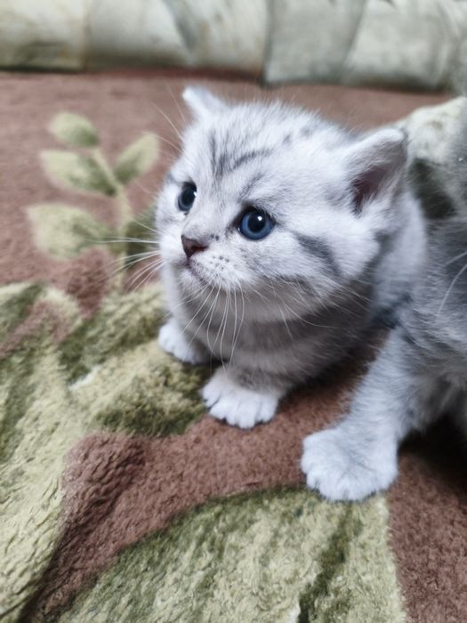 Шотландские котята