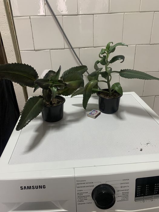 Каланхоэ лечебный