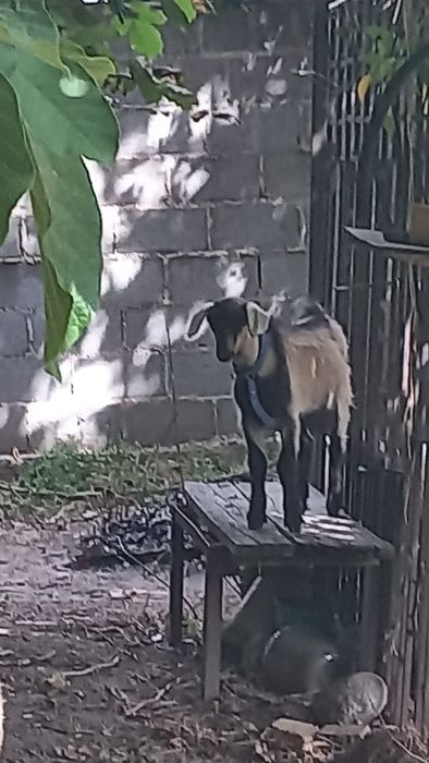 Козлятя Алматы Коксай