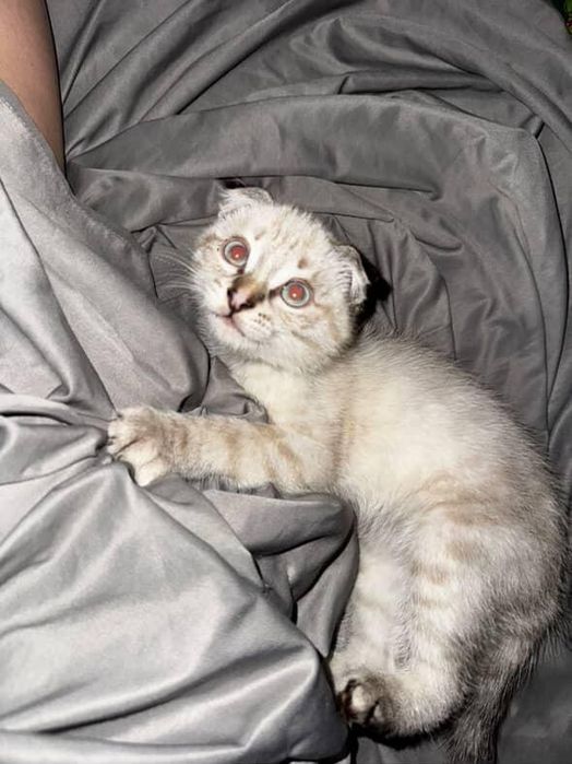 Кошка шотландский