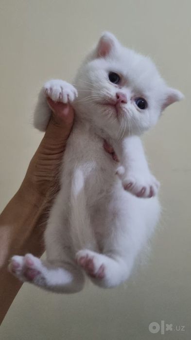 Scottish fold Scottish strayt