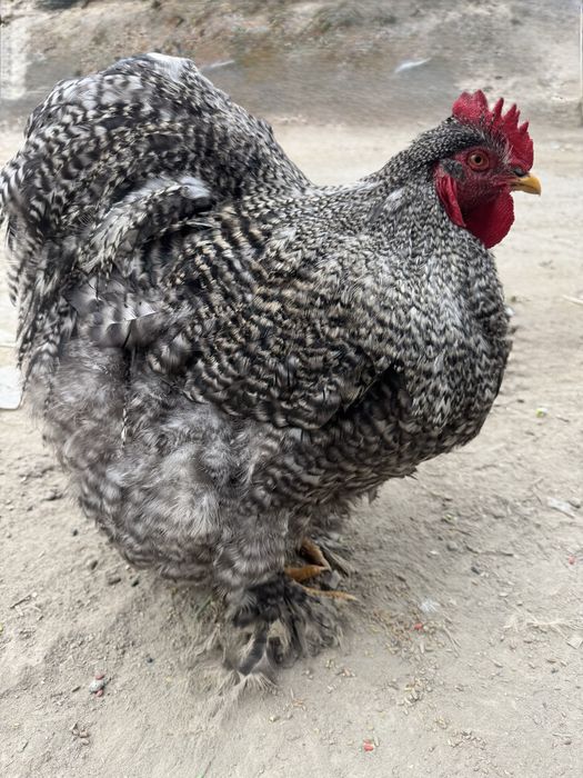 Кохинхин товук сотилади