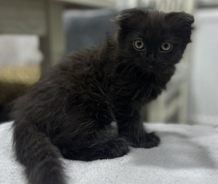 Продается котонек