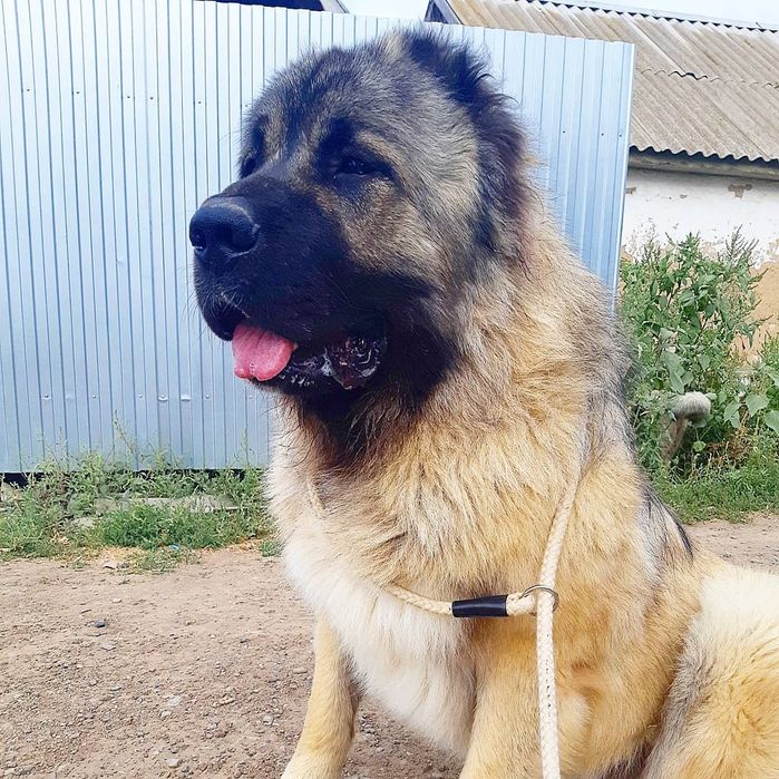 Вязка ,,Кавказец,,