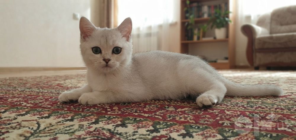 Кошка шотландский страйт 4 ой  мальчик