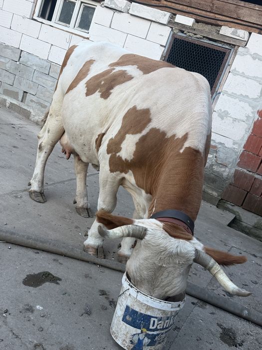 Vaca de vanzare!