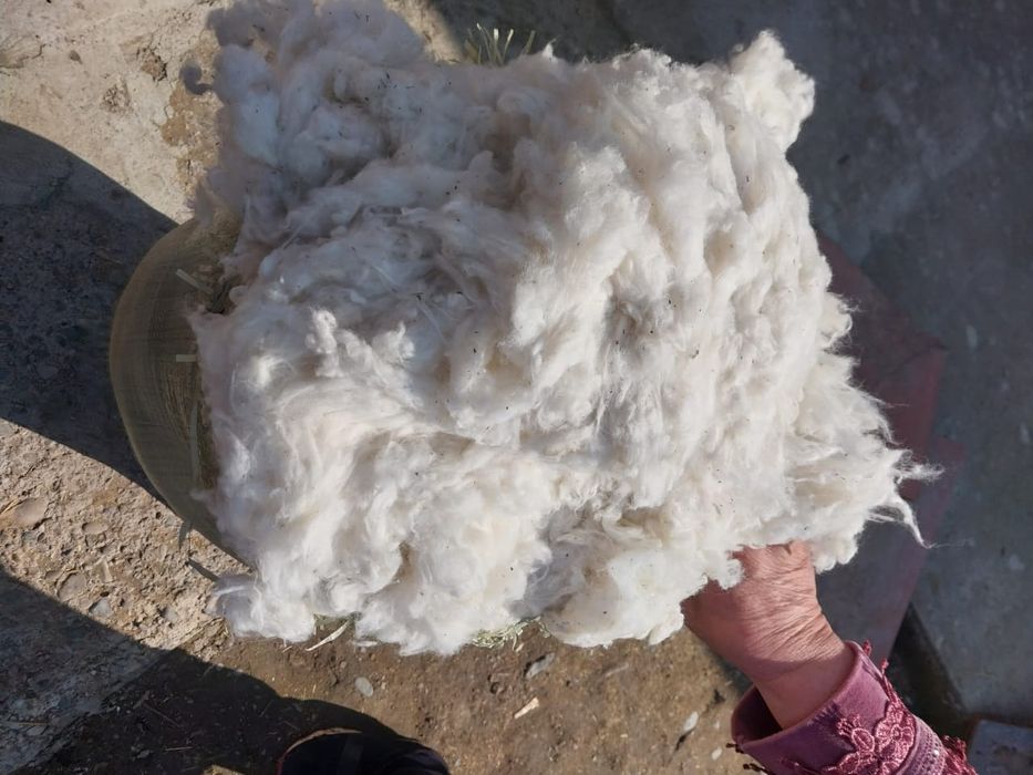 Біраз мақта бар  Тгжде тұр