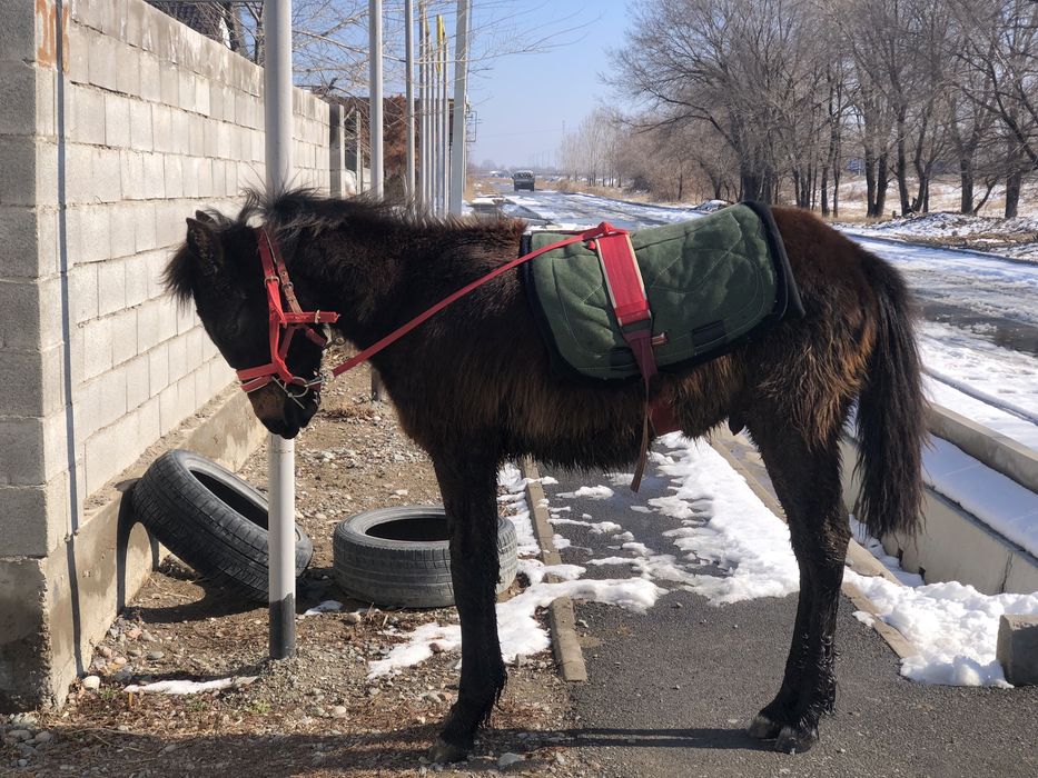 Айрподс гарант қарагер ат болады