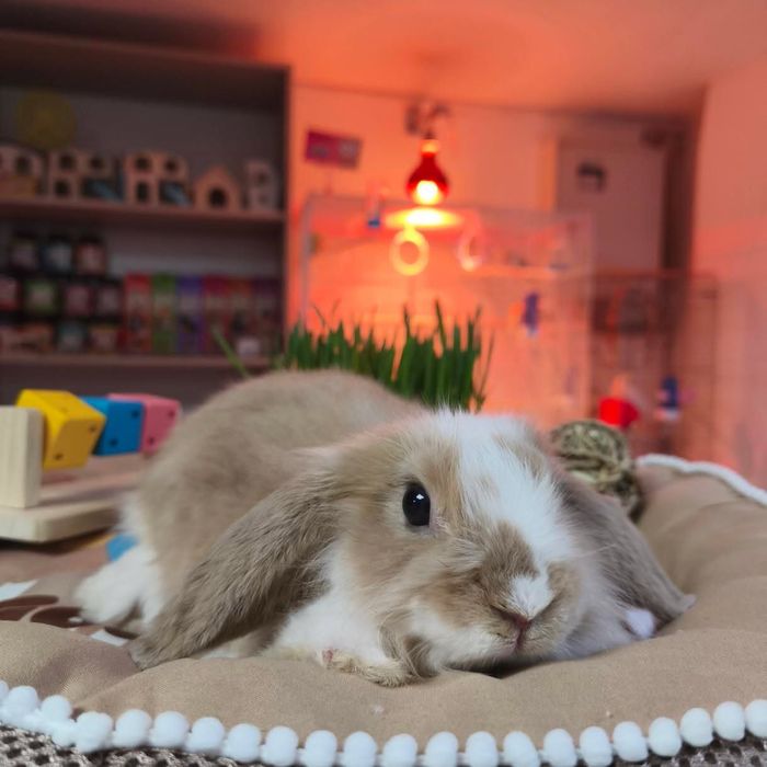Декоративный кролик