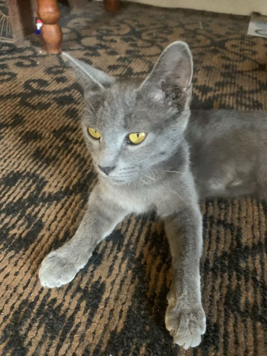 Mushuk sotiladi Zottor Zoti Scottish Fold