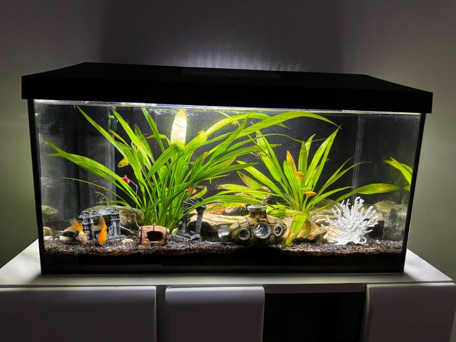 Vând Acvariu 60l Complet Decorațiuni și Pești