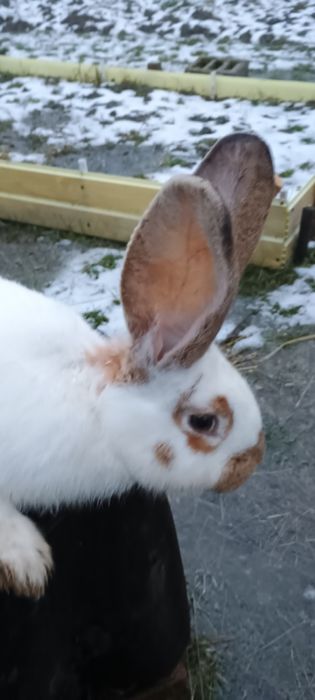 Iepuri metis belgian/fluture