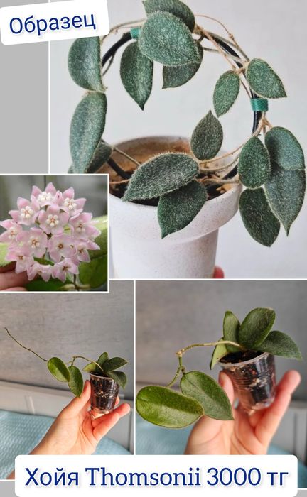 Хойи разные сорта комнатные цветы