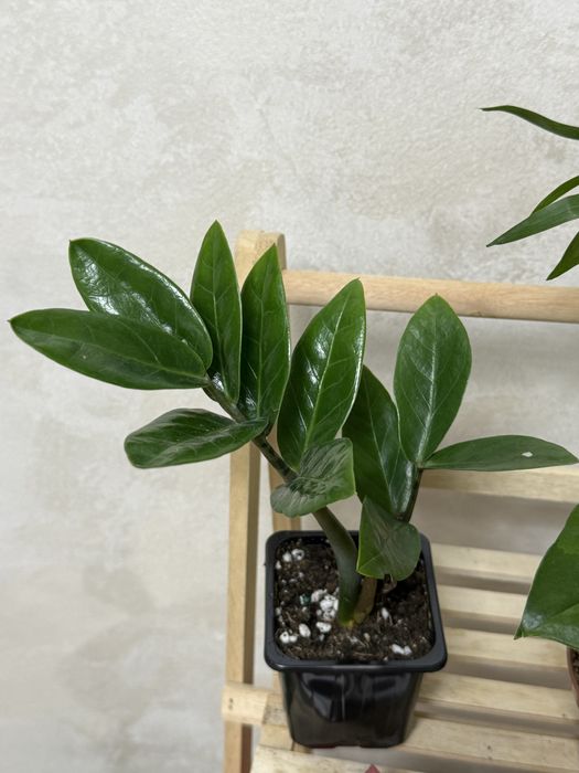 Набор из 6 цветов