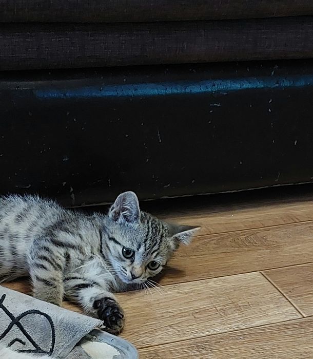 Отдам котенка в добрые руки
