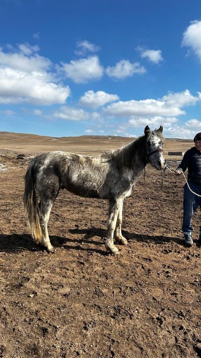 3-4 жасар айғыр сатылады